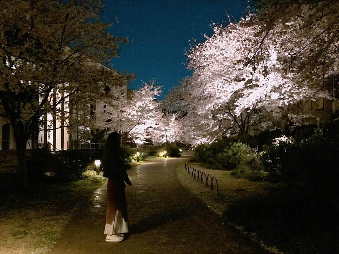 本橋優華のインスタグラム：「夜桜見、満開。 都心もいいけど、近所で静かにお花見もいいよ🌸 きれいだし、たのしいし！ #ohanami#sakura#spring#flower#cherryblossom#beautiful#goodnight#tokyo#japan #お花見#夜桜#🌸」