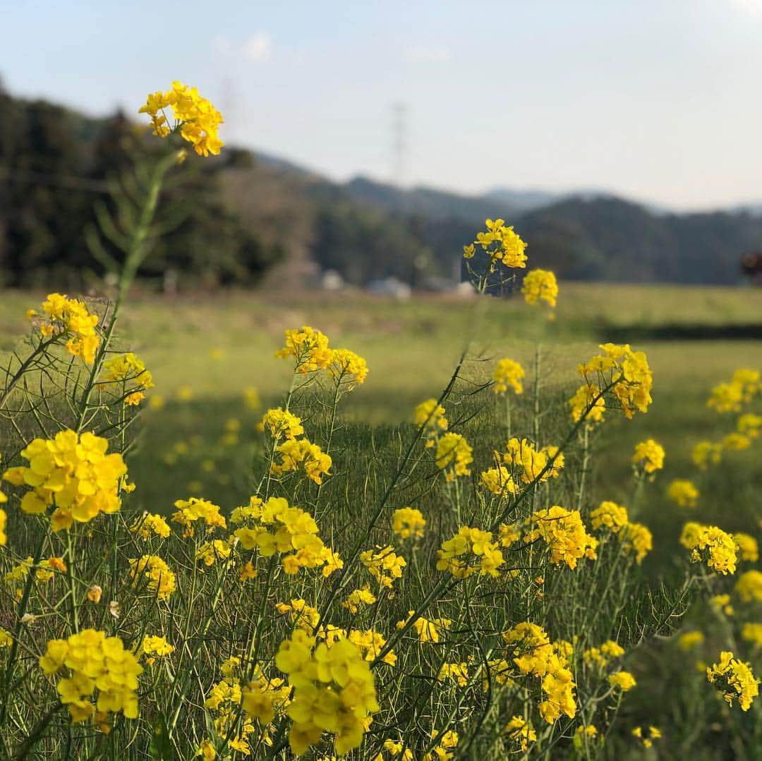 田村淳さんのインスタグラム写真 - (田村淳Instagram)「菜の花咲き誇る」4月3日 1時26分 - atsushilb