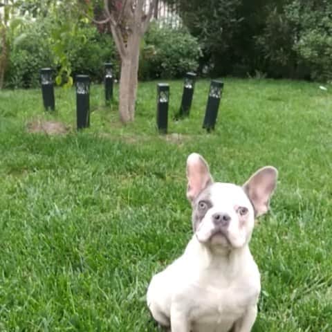 Oprahnbooのインスタグラム：「CHARLIE.  #lilactri #dogsoftheday #male #7monthsold #frenchbulldog #frenchiesofinstagram #dogonguard #shareitplease #lilacplease #loveit」