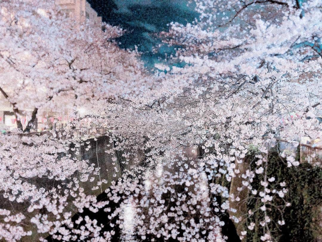 志村禎雄さんのインスタグラム写真 - (志村禎雄Instagram)「. . .  1年に1度しかない季節 🌸  フィリピンにいた時は、季節が夏しかないから日本に来た時は宇宙にいるのかと錯覚したくらいに衝撃的だった。 四季って素敵🥰  #目黒川」4月3日 1時41分 - s.dao_