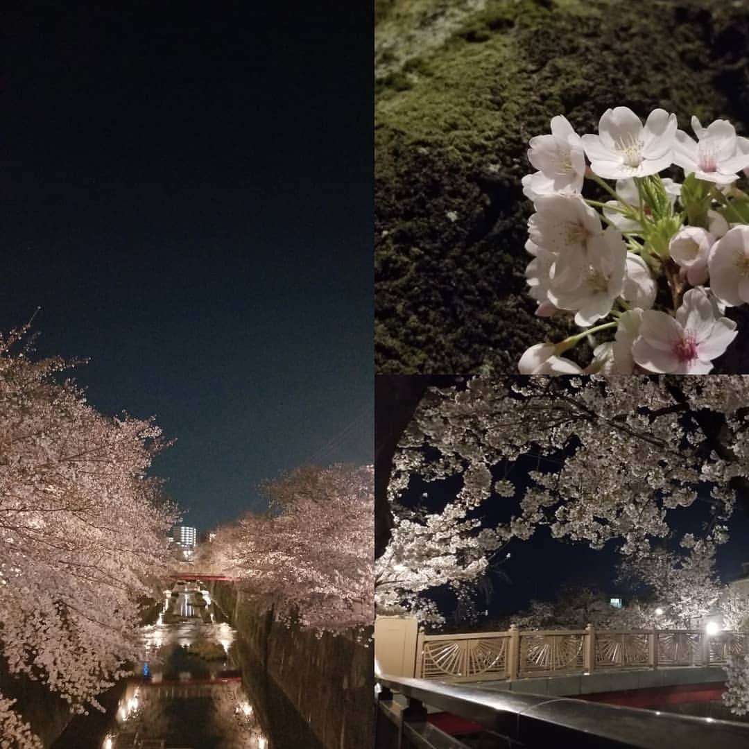 せいのゆみさんのインスタグラム写真 - (せいのゆみInstagram)「春は どちらかというと 好きではない  暖かくなると見せかけて クソ寒いし 花粉症だし  でも　飲んだ後に唯一寒さを忘れる瞬間  この景色を見ると 日本人で良かったなぁと思ふ  #春 #花見 #桜 #川沿い #夜桜 #酔っ払い #ときめき #日本の風情」4月3日 1時52分 - yumiyumiyu.513
