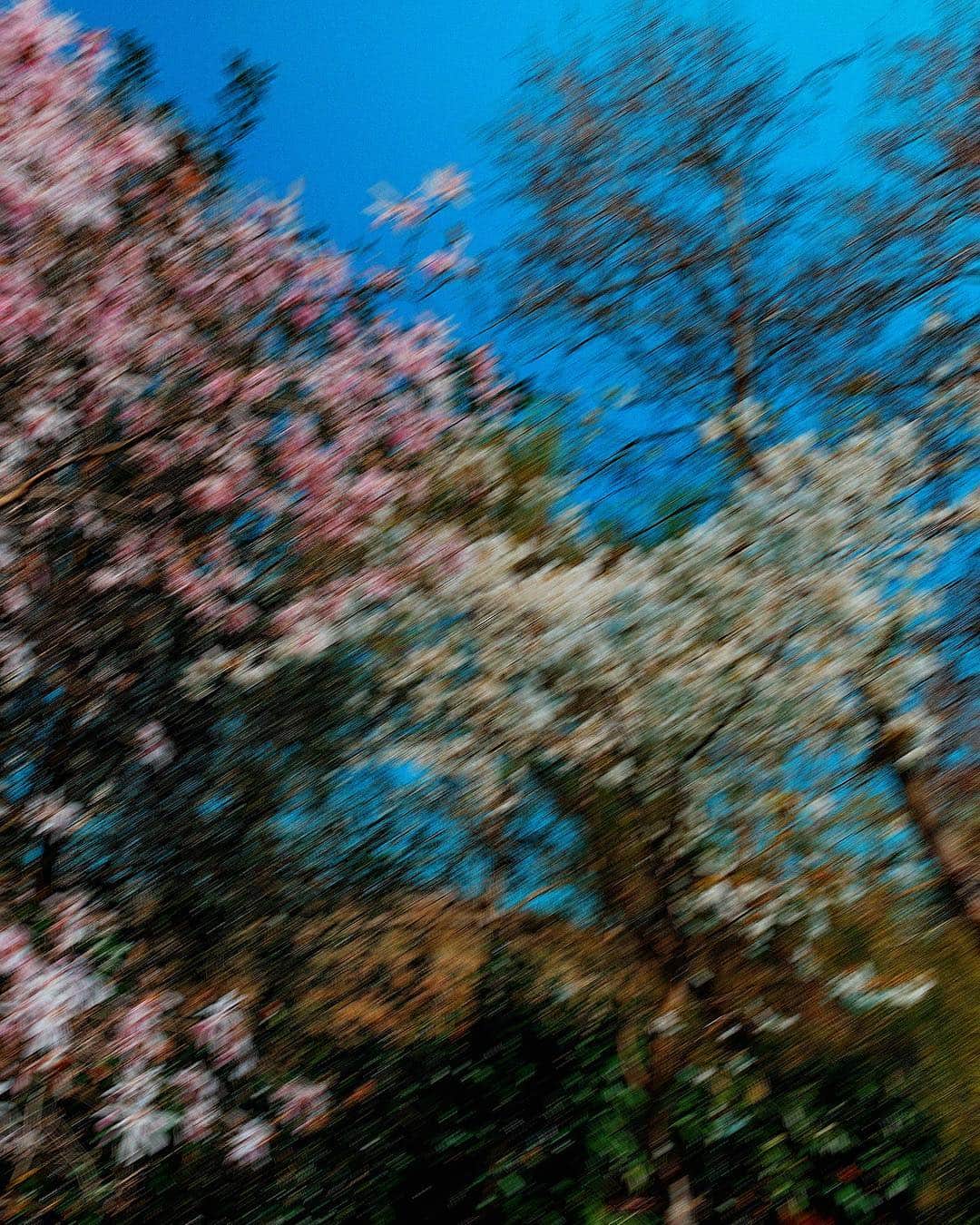 ウィリー・カルティエさんのインスタグラム写真 - (ウィリー・カルティエInstagram)「~ drawn by me, inspired by Monet and Japonism ~」4月3日 2時01分 - willycartier