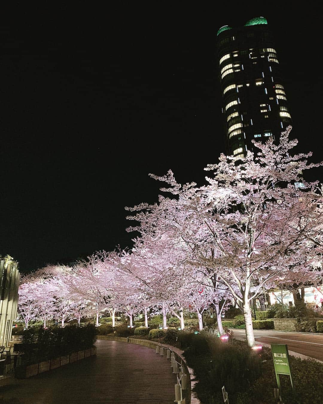 森下悠里さんのインスタグラム写真 - (森下悠里Instagram)「夜桜🌸綺麗だった💓 - 今日は健康診断に行ってきました✨ 結果 とても健康です🧸ってことで 一安心したんだけど ただ、まさかのことで早めに行っておいて ああ、知れて良かった🥺💓 と思うことが１つありました - 皆さんも何事も、はやめはやめにね✨ - #夜桜 #今夜の一言 #備えあれば憂いなし」4月3日 2時20分 - yuurimorishita