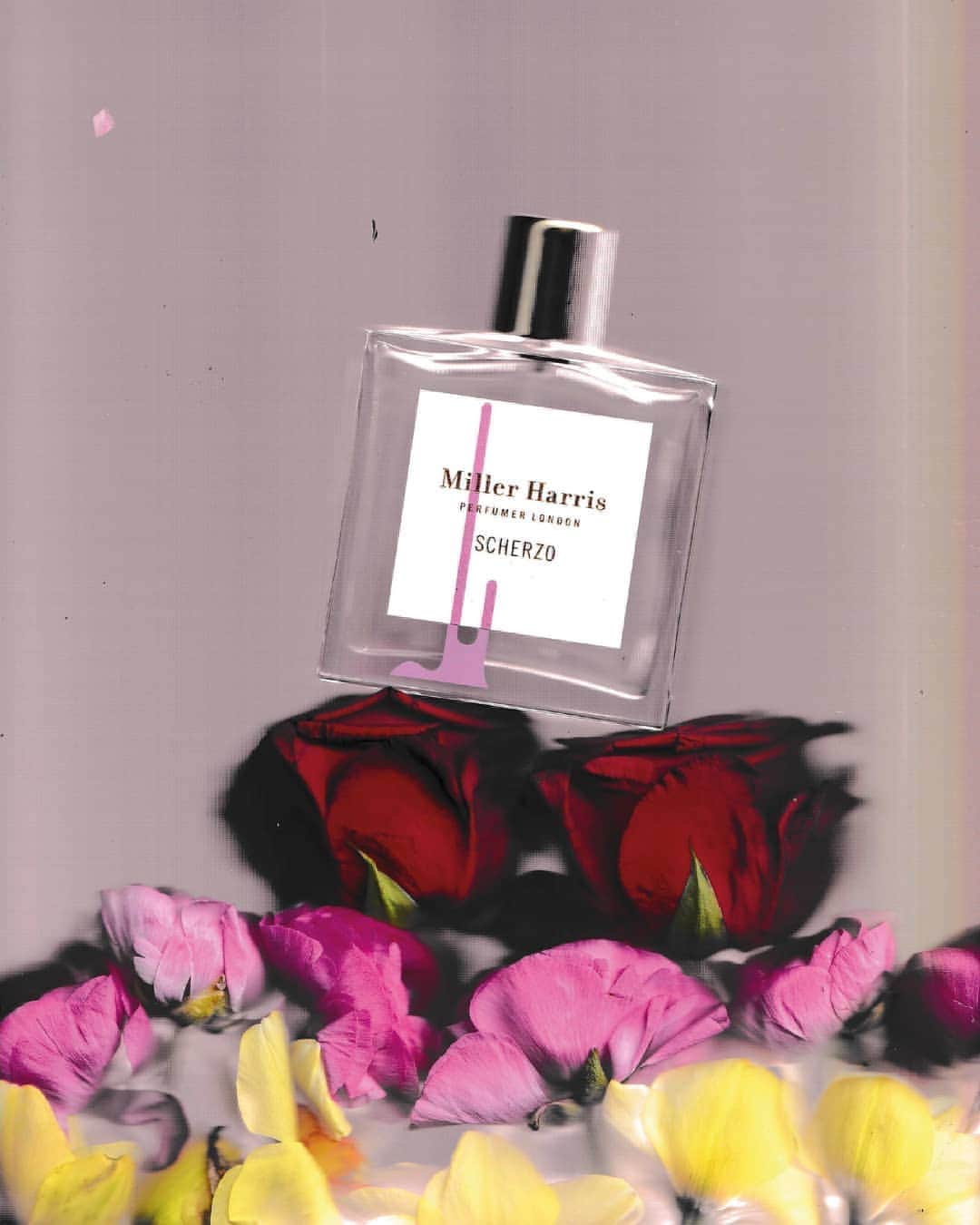 のインスタグラム：「Scherzo captures a multitude of blooms: dark red rose, and clouds of peony, sunny yellow narcissus and crisp white pittosporum  #Scherzo」