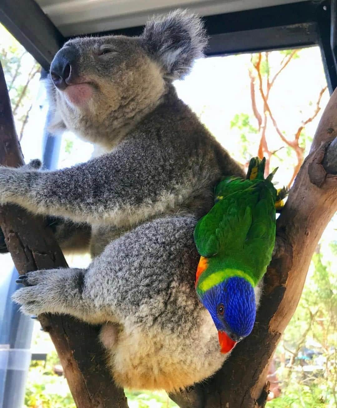 Australiaさんのインスタグラム写真 - (AustraliaInstagram)「We’ve all got that one cheeky friend... 🤪 @timswildlife spotted Frank being ever so patient (when he’d probably much rather be asleep!) as his mate Lori the #rainbowlorikeet couldn’t help but clown about. You’ll find this duo at the @australianreptilepark, a #wildlife sanctuary nestled amongst Australian bushland on @visitnsw's @visitcentralcoastnsw, which makes for a wonderful day trip from @Sydney. Time your visit to coincide with the daily Rainbow Lorikeet feed in the main park area; if you're lucky enough, you will end up covered in these beautiful Aussie birds!  #seeaustralia #newsouthwales #wildlifephotography #weeklyfluff #travel」4月3日 3時00分 - australia