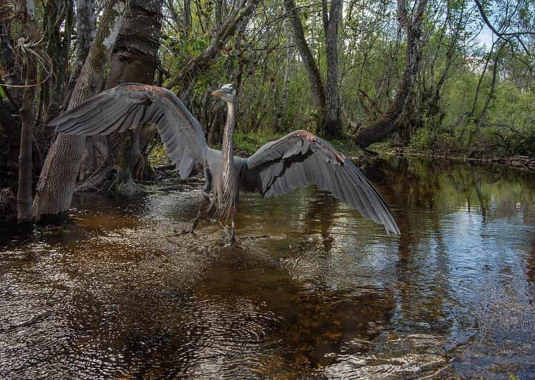 ナショナルジオグラフィックさんのインスタグラム写真 - (ナショナルジオグラフィックInstagram)「Photos by @carltonward | A white egret takes flight as a great blue heron (second photo) pushes it out of a fishing hole in the Florida Everglades. One of my favorite camera trap sites in the Fakahatchee Strand, where I'm working to get photos and videos of bears and panthers crossing water, is also a favorite spot for wading birds. It can be frustrating because they trigger my cameras thousands of times and use up all the batteries, this time before a panther came. But the camera also documents some cool behavior in a very dynamic wetland.  I'm still waiting for the right moment with a Florida panther traveling through this swamp for my #pathofthepanther with @insidenatgeo, revealing the story of the last big cat surviving in the eastern United States to inspire the protection of the #floridawildlifecorridor. Please follow @CarltonWard for more stories from #FloridaWild @FL_WildCorridor #everglades #egret #heron #swamp #keepflwild @natgeoimagecollection」4月3日 3時04分 - natgeo