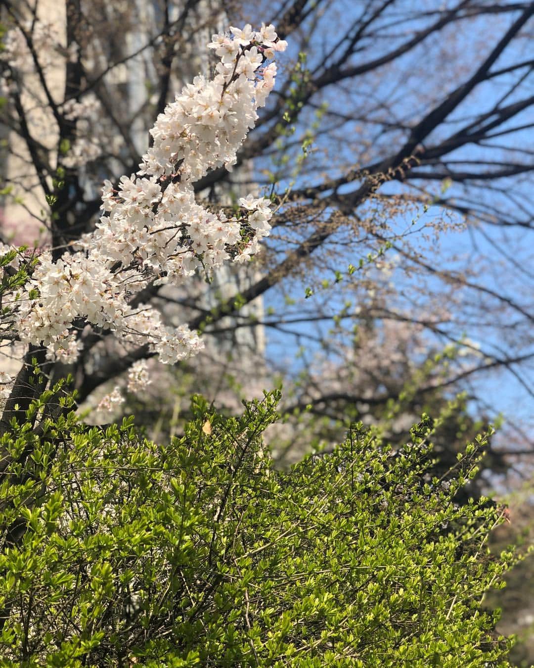 ハン・ソナさんのインスタグラム写真 - (ハン・ソナInstagram)「이렇게나 예쁜데  날도 이렇게나 좋은데」4月3日 13時56分 - shh_daily