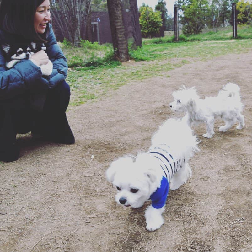 小野真弓さんのインスタグラム写真 - (小野真弓Instagram)「はぁー✨癒し😍 #チワワ#ハナちゃん #チワマル#ハルくん #いぬすたぐらむ #いぬばか部 #ドッグラン#chihuahua #maltese #mixdog #doglovers#dogstagram #dogpark」4月3日 14時01分 - hanaharuaroi