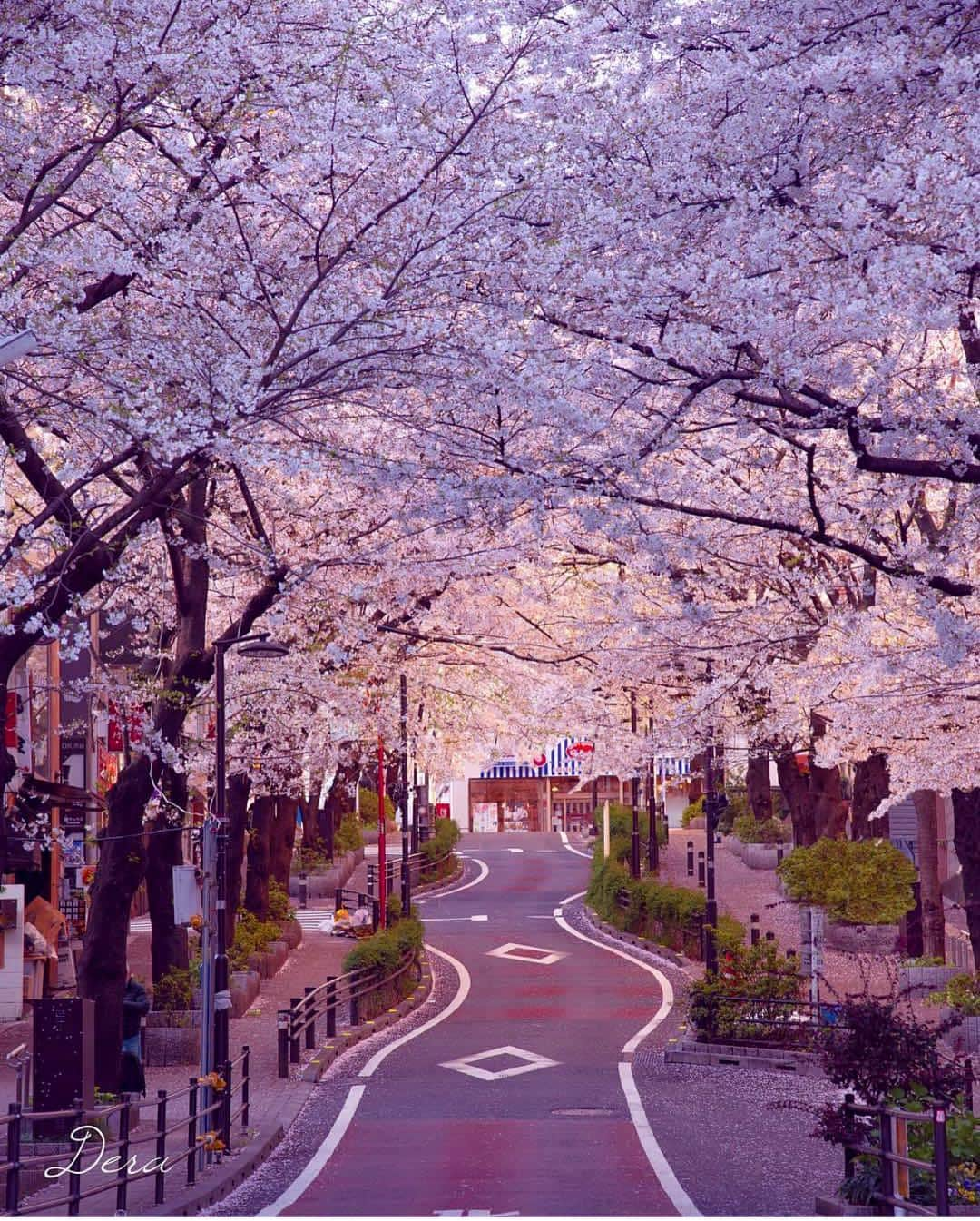 Wonderful Placesさんのインスタグラム写真 - (Wonderful PlacesInstagram)「Shibuya - Tokyo ✨🌸🌸🌸✨ . Picture by ✨✨@dera_e_mon✨✨ #wonderful_places for a feature 💖」4月3日 12時36分 - wonderful_places