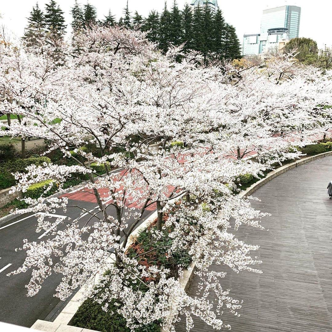 小島瑠璃子さんのインスタグラム写真 - (小島瑠璃子Instagram)「🌸 DNAレベルで桜が好き。 六本木の桜は満開です。」4月3日 12時45分 - ruriko_kojima