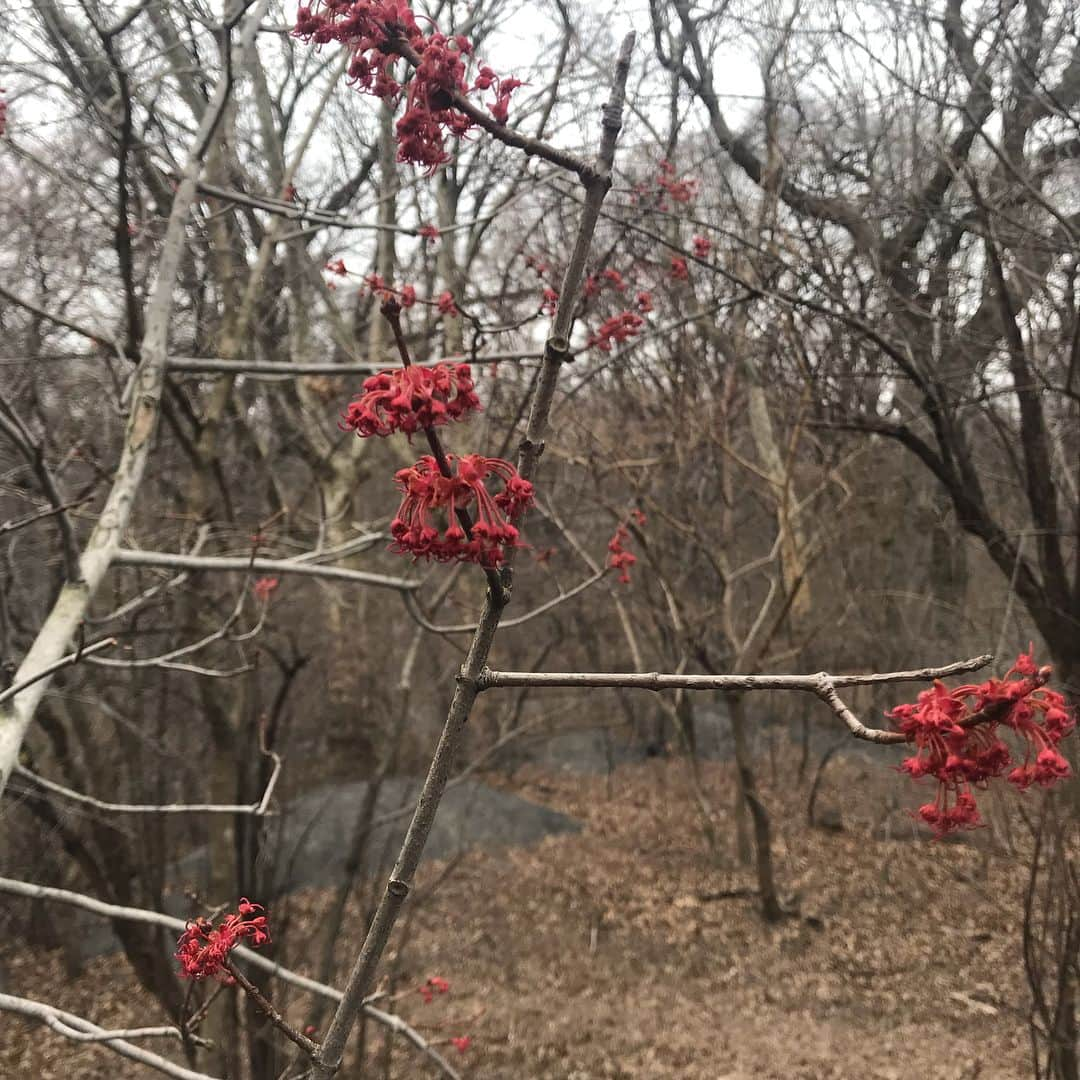 JULIEN D'YSさんのインスタグラム写真 - (JULIEN D'YSInstagram)「Happy birthday 🎂kim @kim_williams_model ❤️first color in Central Park spring arrive soon 🌼🌸🌼🌼🌸🌼🌼🌸🌼🌼🌸#april3 2019 #centralpark #manhattan 🖤🌹🌹🌹🌹🌹🌹🌹🌹🌹🌹🌹🌹🌹」4月3日 12時38分 - juliendys