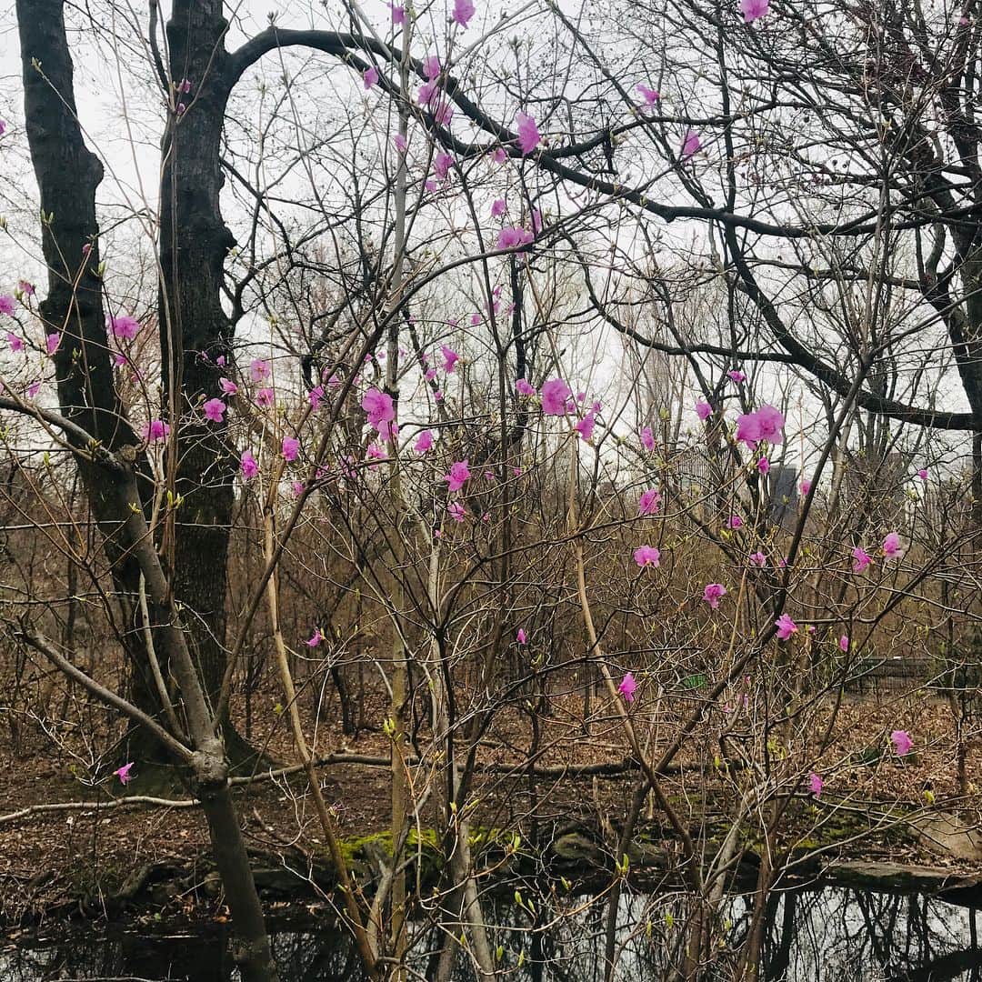 JULIEN D'YSさんのインスタグラム写真 - (JULIEN D'YSInstagram)「Happy birthday 🎂kim @kim_williams_model ❤️first color in Central Park spring arrive soon 🌼🌸🌼🌼🌸🌼🌼🌸🌼🌼🌸#april3 2019 #centralpark #manhattan 🖤🌹🌹🌹🌹🌹🌹🌹🌹🌹🌹🌹🌹🌹」4月3日 12時38分 - juliendys