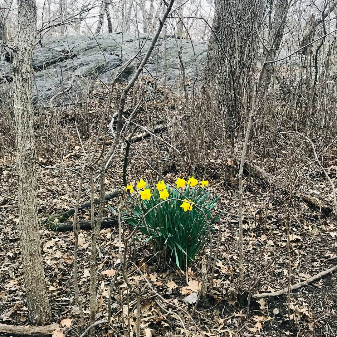 JULIEN D'YSさんのインスタグラム写真 - (JULIEN D'YSInstagram)「Happy birthday 🎂kim @kim_williams_model ❤️first color in Central Park spring arrive soon 🌼🌸🌼🌼🌸🌼🌼🌸🌼🌼🌸#april3 2019 #centralpark #manhattan 🖤🌹🌹🌹🌹🌹🌹🌹🌹🌹🌹🌹🌹🌹」4月3日 12時38分 - juliendys