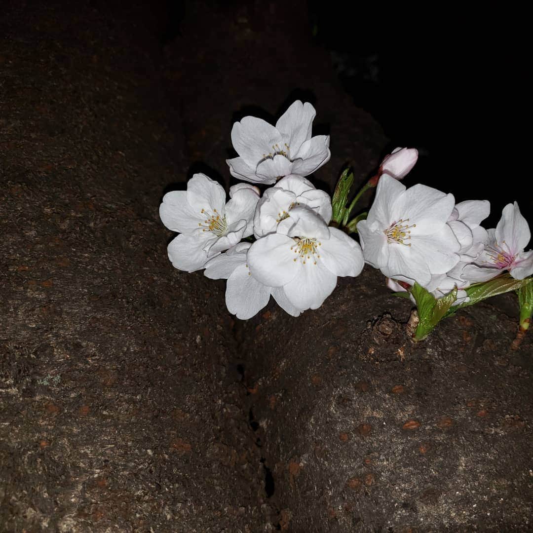 鈴木Q太郎さんのインスタグラム写真 - (鈴木Q太郎Instagram)「目黒線不動前駅近くのかむろ坂はただ今満開です！ #お花見って #花粉と寒さで #面白くなくて行きたくないなぁ #でも桜は美しい #なので #妻と歩きながら #桜をみて写真をとり #家で #写真みながら酒を飲む #そんなお花見」4月3日 12時38分 - suzukiqtaro