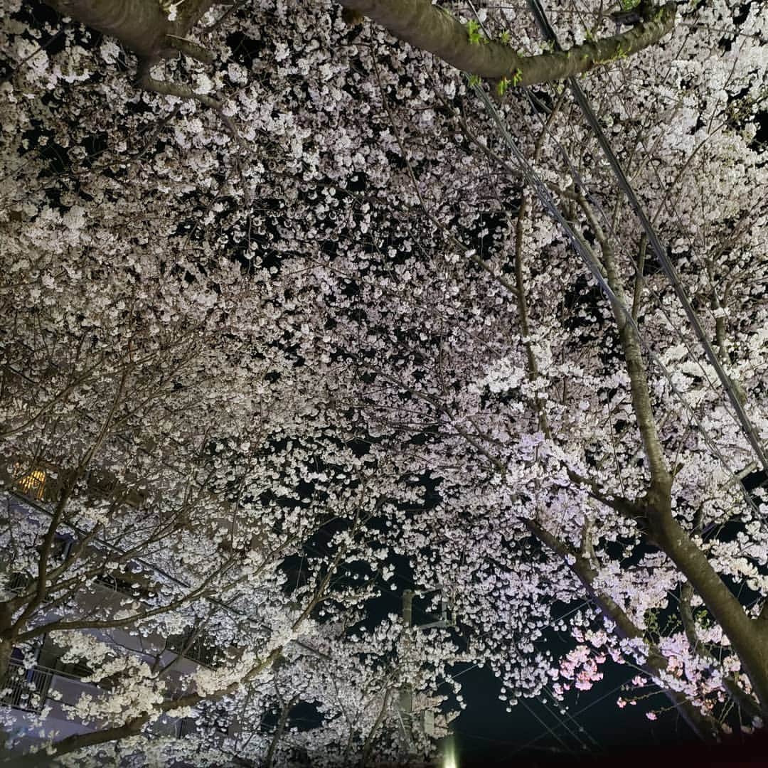鈴木Q太郎のインスタグラム：「目黒線不動前駅近くのかむろ坂はただ今満開です！ #お花見って #花粉と寒さで #面白くなくて行きたくないなぁ #でも桜は美しい #なので #妻と歩きながら #桜をみて写真をとり #家で #写真みながら酒を飲む #そんなお花見」