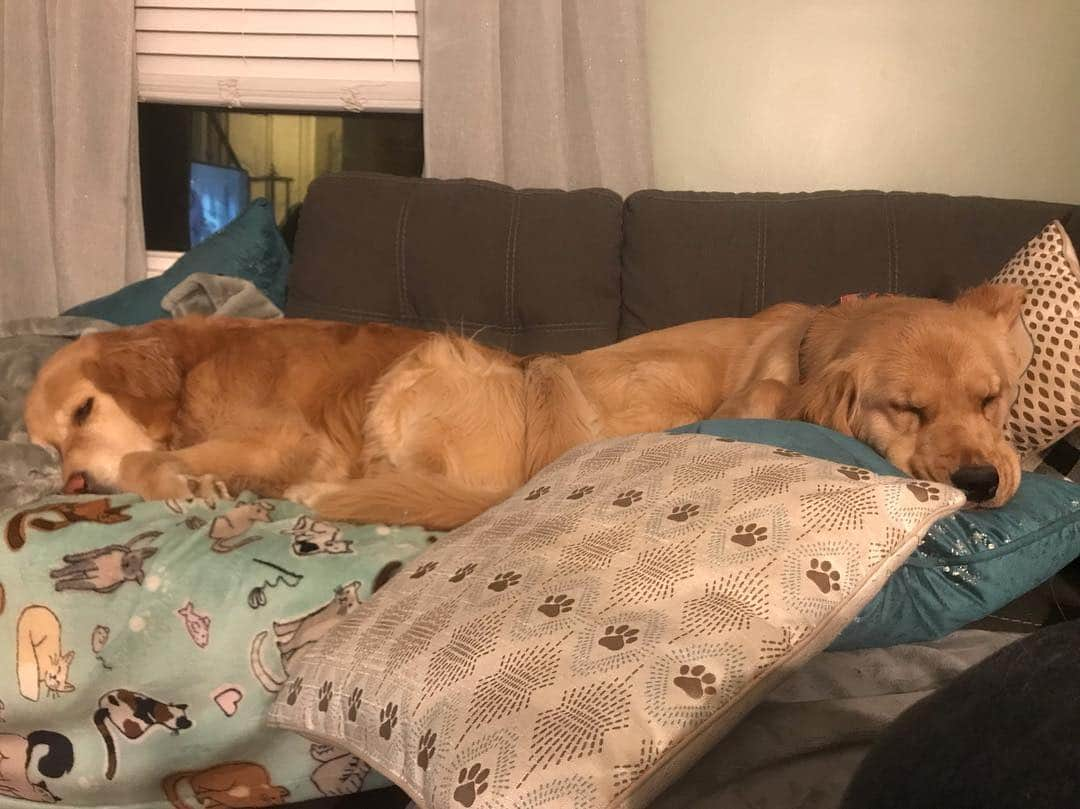 モヒートさんのインスタグラム写真 - (モヒートInstagram)「Sweet dreams friends 💜 ------------------------------- #goldensofig #goldenretriever  #goldenretrieversofinstagram #betterwithpets #dogsofig  #dogsofinstagram #fluffypack #gloriousgoldens #welovegoldens #ilovemydog #goldenlife #bestwoof #ProPlanDog #ilovegolden_retrievers #mydogiscutest #retrieversgram #dogsofcle  #sisters #goodnight #sweetdreams」4月3日 12時41分 - mojito_rose_family