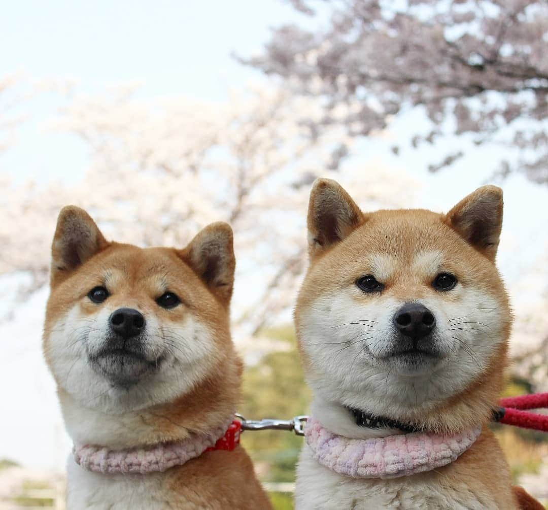 柴犬たま Shibainu Tamaさんのインスタグラム写真 - (柴犬たま Shibainu TamaInstagram)「桜もどんどん散ってるね〜🌸 お花見するなら今週いっぱいかな？🤔 * Caption trans🇬🇧 Cherry blossom petals are falling. It's beautiful🌸 * #柴犬たま #たママ #たま家族 #柴犬ミケ #一眼レフ #一眼レフカメラ #お出掛け #くまちゃんリュック #お花見 #満開 #さくら #サクラ #桜 #日本の春 #花とたま #花とミケ #かなりひし形 #柴犬 #shiba #shibainu #shibastagram #犬 #dog #多頭飼い」4月3日 12時44分 - tama7653