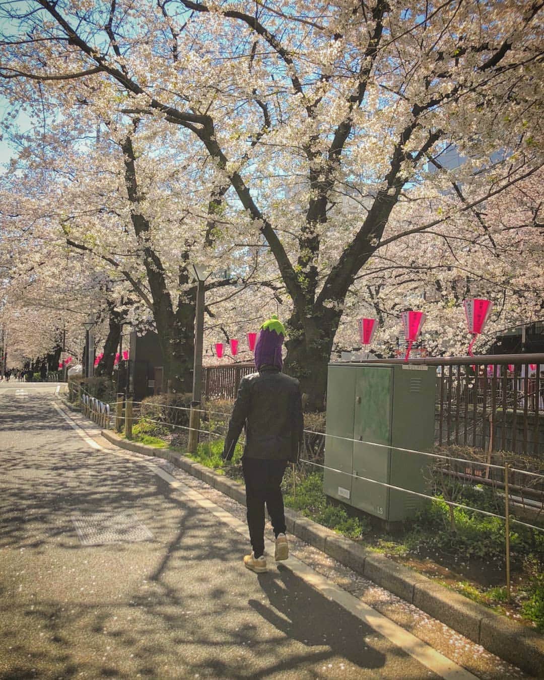 川原克己 さんのインスタグラム写真 - (川原克己 Instagram)「#花見」4月3日 12時54分 - tenjikunezumikawahara