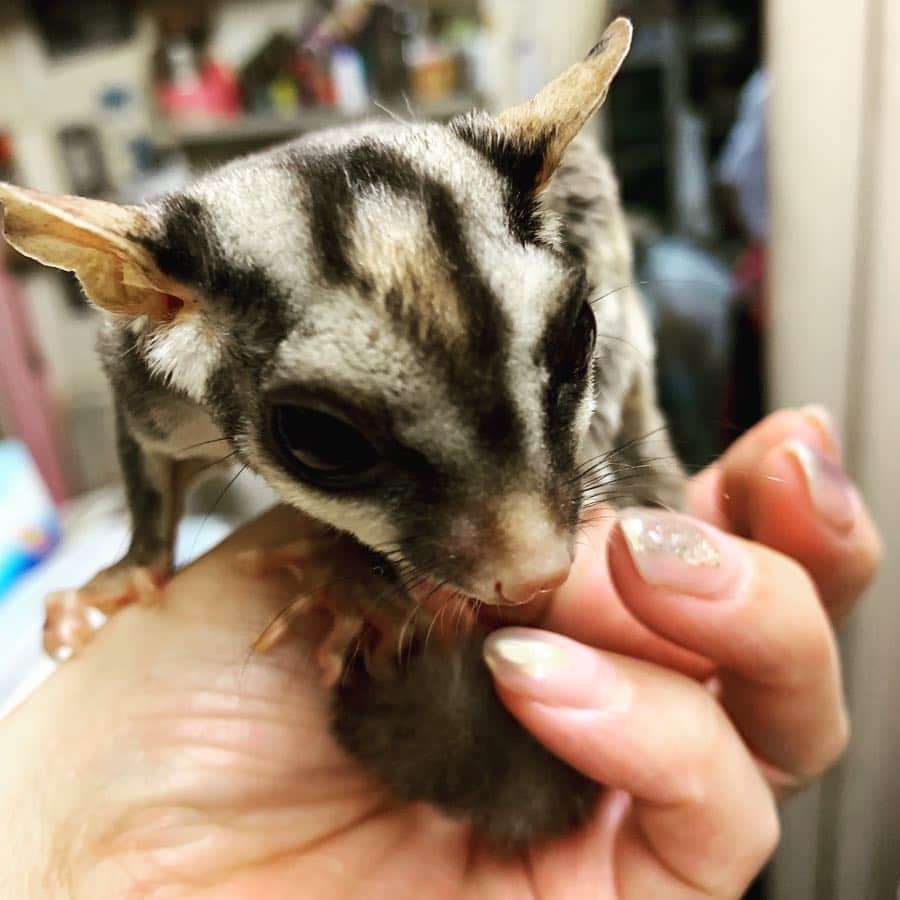 鈴木砂羽さんのインスタグラム写真 - (鈴木砂羽Instagram)「ナウシカごっこ🌈🌈🌈 フクロモモンガの もこくん🐿 モモンガと初めて戯れました🤗 キャワーです❣️連れて帰りたい❣️ けどワタシの家に来たら大変なことになるなぁ、、、🐈🙀😼😻🐈 #フクロモモンガ #ハチ ジッ👀 #メルシィ ジッ👀 #にゃんすたぐらむ  #動物大好き #声うらない千恵子 #cafena #原宿」4月3日 12時55分 - bombon_sawa