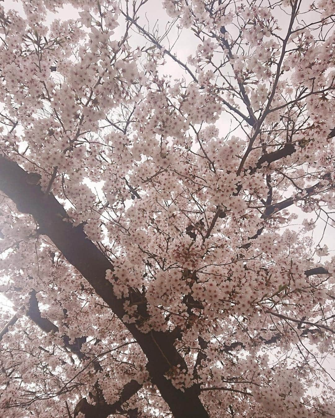 大湯みほさんのインスタグラム写真 - (大湯みほInstagram)「……… 嗚呼🌸🌸✨✨今年も… もうすぐ葉桜🍃🌸かぁ。。。 今のうちに！！！綺麗なうちに一瞬でもっ！！！✨with あゆみ。 寒くても、誇らしげに咲いている🌸さくら🌸をみて…なんか元気もらったなぁ＾＾ ・ #日本 #四季 #春 #令和 #はじまりました #さて #どんな時代になるのかな #わくわく #桜 #花見 #japan #traditional #food #nukazuke #ぬか漬け #ぬか漬けマイスター #大湯みほ」4月3日 13時12分 - nukazukemiho0320