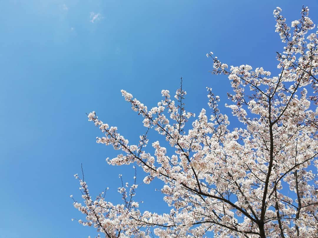 のインスタグラム：「桜の花のような女性でした。 いつもたくさんの愛と、命の恵みをありがとう。 目黒川で食べたソーセージ、一緒に作ったモツ煮込み、今も細胞が覚えています。 美しき光となり永遠に。 メグちゃん、御冥福をお祈りします。」