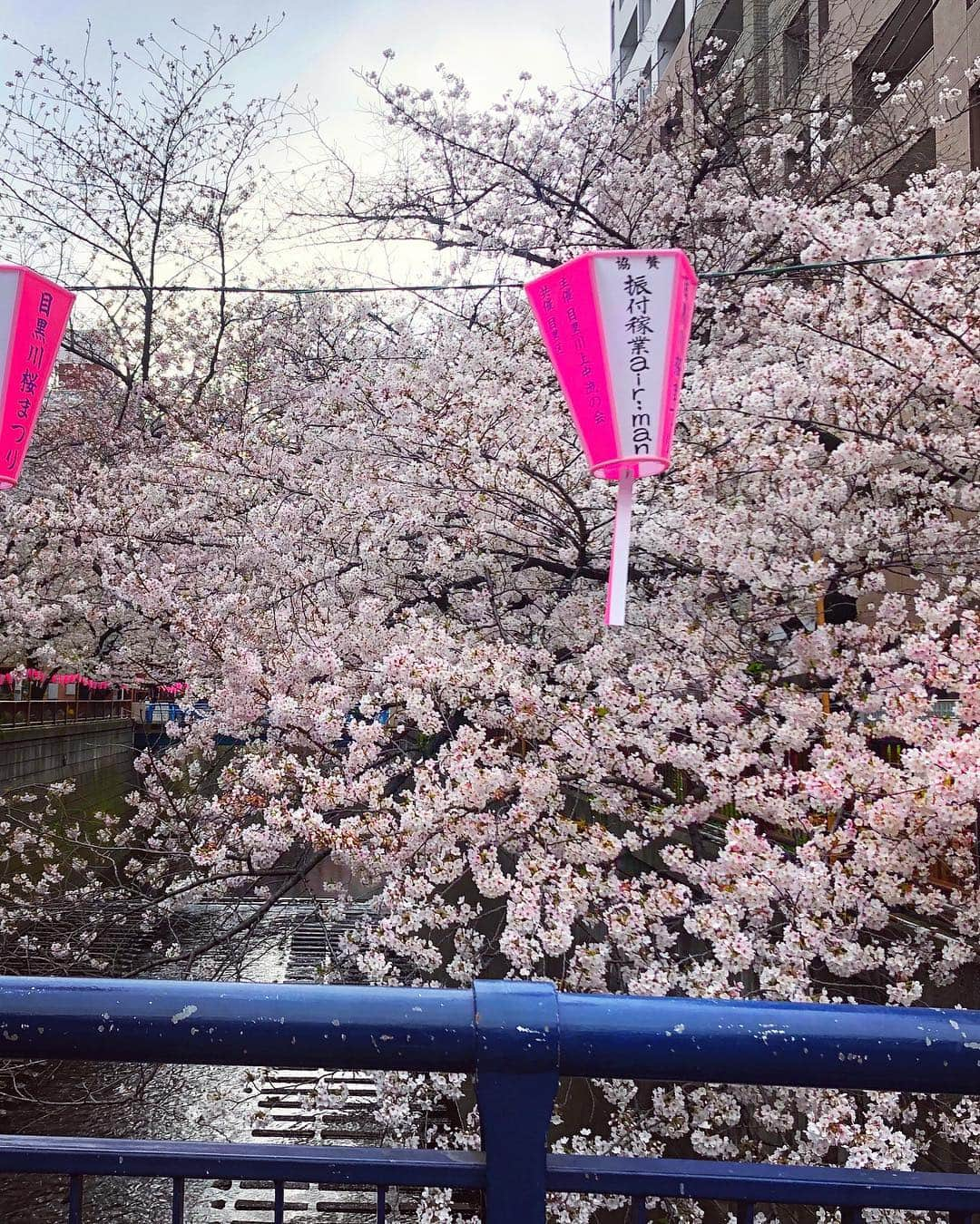 雨宮みずきさんのインスタグラム写真 - (雨宮みずきInstagram)「． 満開の目黒川☺️🌸 池尻大橋駅方は中目黒駅近くより 全然空いてるのでおすすめです♪♪ ． tops▷#msgm #エムエスジーエム denim▷#diesel #ディーゼル sneaker▷#nike #ナイキ bag▷#givenchy #ジバンシー . #桜 #お花見 #目黒川の桜 #目黒川桜まつり #中目黒桜まつり #目黒川 #桜まつり #桜巡り #桜満開 #桜 #桜祭り#お花見日和 #お花見2019 #cherryblossom #flower_daily #flower_perfection #runningwomen  #夜桜 #桜の名所 #新元号 #令和 #平成も終わる」4月3日 13時05分 - ammymzk0926