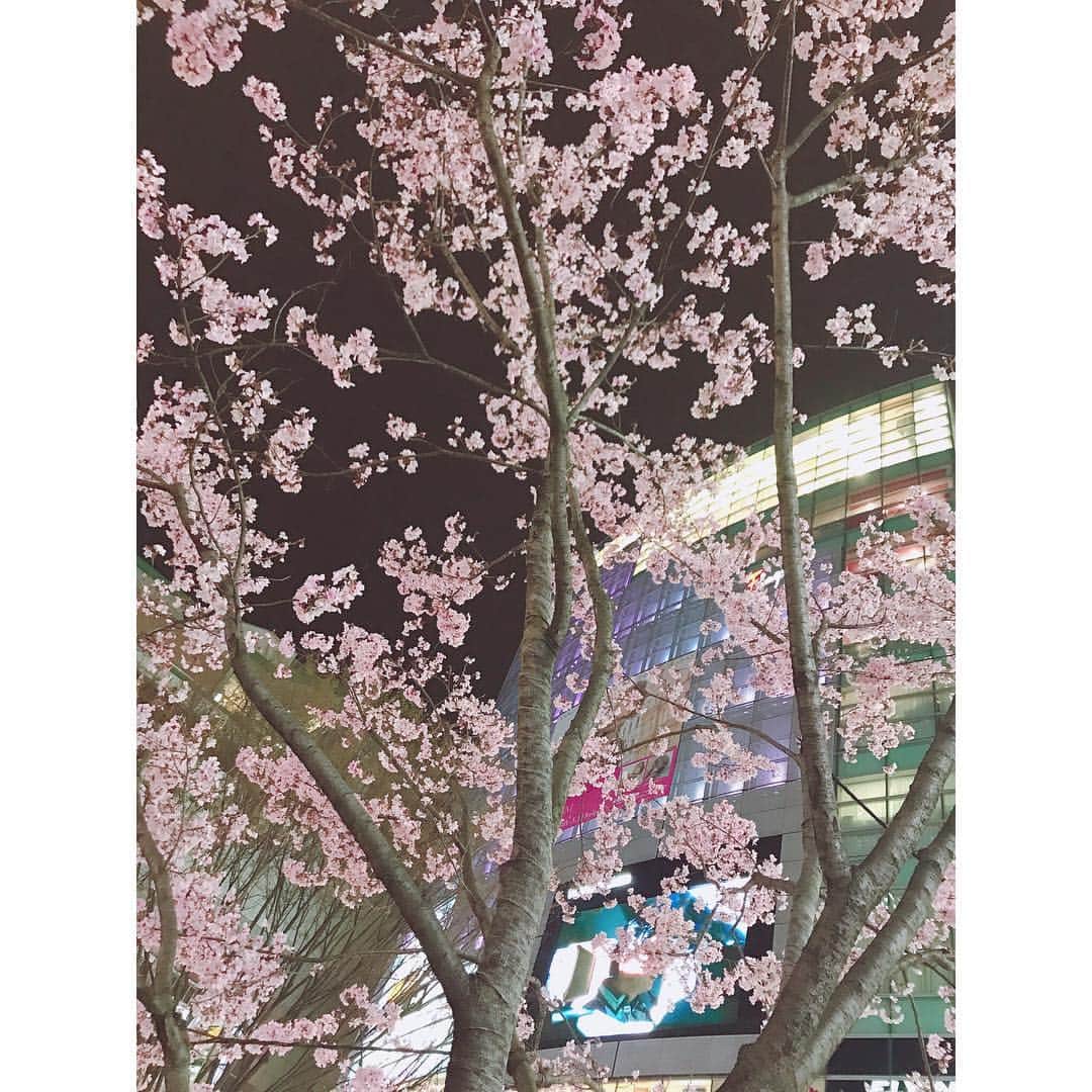 有明ゆなさんのインスタグラム写真 - (有明ゆなInstagram)「夜桜って なんでこんなにも 綺麗なんだろうね(*´꒳`*) . . . . #夜桜 #桜 #さくら #サクラ #新宿 #街中 #綺麗」4月3日 13時15分 - ariake_yuna