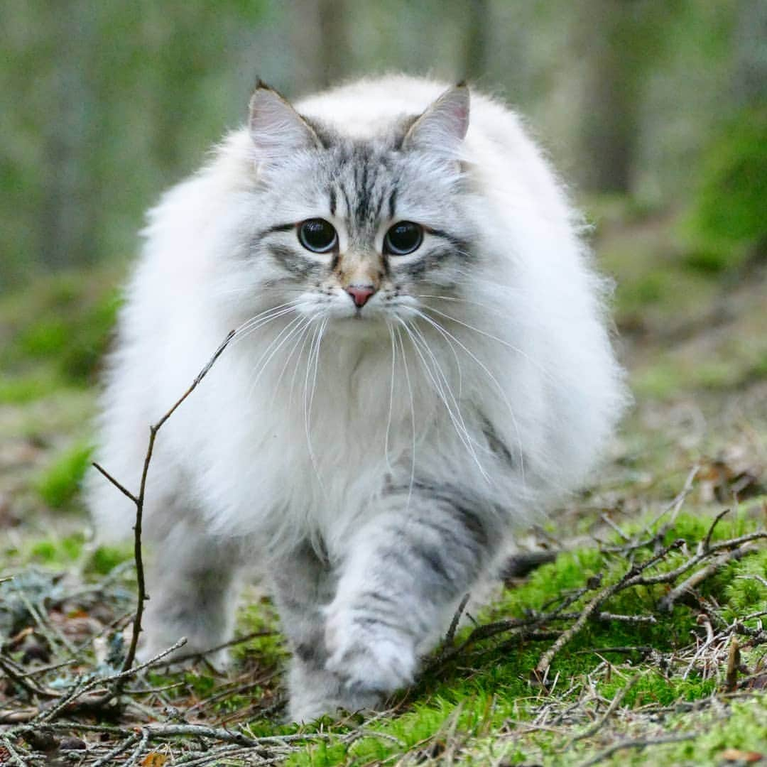 Floraさんのインスタグラム写真 - (FloraInstagram)「Fierce cotton ball coming through! 😻😹#cats_of_instagram #kattunge #dailyfluff #bestanimal #excellent_cats #katter #bestcats_oftheworld #igcutest_animals #cat_features #cutepetclub #fluffypack #katt #bestmeow  #weeklyfluff #meow #AnimalAddicts #kittycat #cat #cats #kitten #kittens #kawaii #instacat #calico #neko #winter #snow #2019 #sibiriskkatt #siberiancat」4月3日 13時28分 - fantasticflora