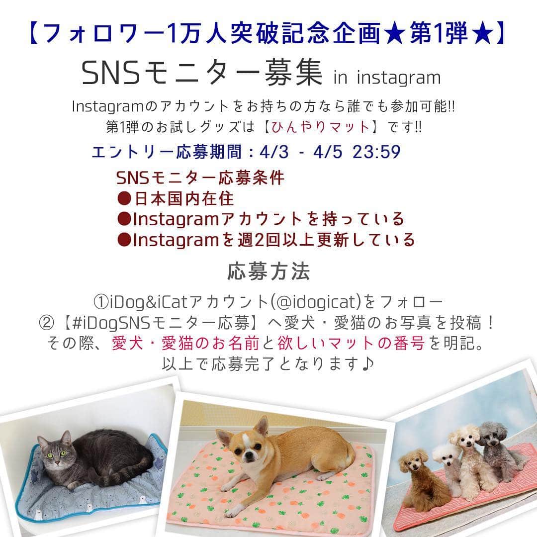 iDog&iCatさんのインスタグラム写真 - (iDog&iCatInstagram)「🛌 * instagramフォロワー10000人突破記念！ 【SNSモニター募集】を開始します！ おかげさまで、フォロワーが10000人を突破いたしました！ 皆様のお力添えがあったからこそです。 これからも社犬・社猫のゆる〜い投稿や新商品紹介、SNS限定企画などを行っていく予定です。 今後ともiDog&iCatをよろしくお願い致します🙇‍♀️✨ * 今回は、記念ということで3回連続で行います！ 感謝の気持ちを込めまして、少しでも多くの方にiDog&iCatの商品をお届けできればと思います！ * instagramアカウントをお持ちの方なら誰でも参加可能!! iDog&iCatのグッズをまだ使った事がない方も、いつもご愛用していただいている方も、誰でも気軽に参加してくださいね♪ * 第1弾のお試しグッズは【ひんやりマット】です！ ※こちらは現在販売中の商品とデザインが異なります。（クール機能は変わりません） あらかじめご了承ください。 これからの季節にぴったりなひんやりマットをお送りいたしますので、届いた商品を使用した愛犬・愛猫のお写真をinstagramに投稿してください♪ * 【モニター応募方法】 1）iDog&iCatアカウントをフォロー 2）【#iDogSNSモニター応募】へ愛犬・愛猫のお写真を投稿！ その際、愛犬・愛猫のお名前と、この投稿の3枚目〜4枚目の画像から希望のマットの番号を記載して応募完了です！ * ⚠️今回は、今までのモニター企画にご応募いただいたものも一度無効とさせていただきますので、改めてご応募をよろしくお願いします。 ⚠️モニターエントリー応募される方は、この告知投稿より後の投稿のみ有効とさせていただきます。 過去投稿にハッシュタグをつけていただいても、エントリー確認ができませんのでご注意ください。 ⚠️アカウントが非公開設定になっている場合、応募が確認できませんので、必ず全体公開されているアカウントでご応募ください。 * 今回のモニター応募期間は【4/3 - 4/5 23:59まで】です！ 当選者はiDog&iCatアカウントからダイレクトメッセージにてご連絡させていただきます。 * 皆様のご応募、お待ちしております♪ * #idogicat #iDog #iCat #犬 #いぬ #猫 #ねこ #モニター募集 #犬の服iDog #お試し #ひんやり」4月3日 13時30分 - idogicat