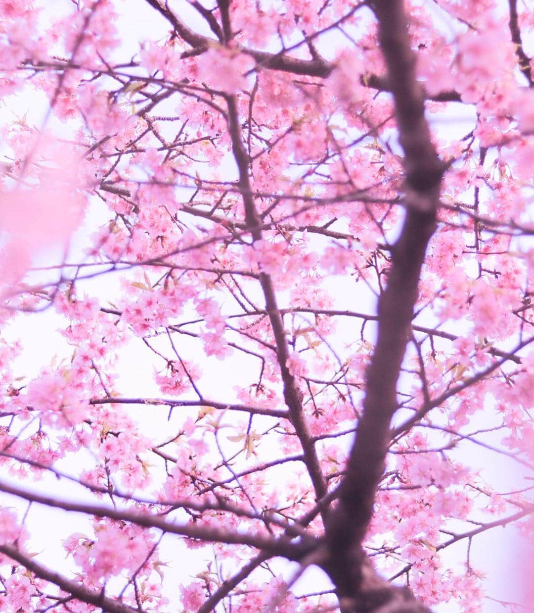 BRITA Japanのインスタグラム：「満開の桜の下で、春の訪れを満喫。 今日はどこの桜に会いに行きましょうか？ ぶらぶら散歩のお供にはfill&goを。 #BRITA #どこでもブリタ #いつでもブリタ #fillandgo #fillandgoActive #MYBRITA #ブリタライフ #britalovers #桜 #お花見 #春 #walk #散歩 #さんぽ」