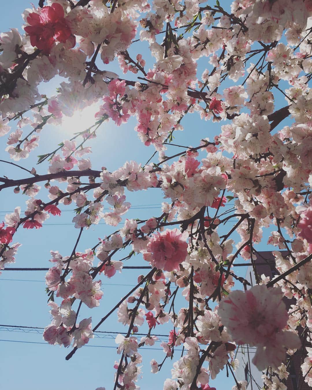 矢井田瞳さんのインスタグラム写真 - (矢井田瞳Instagram)「東京は、街の色が綺麗な日です😆✨」4月3日 13時42分 - hitomi_yaida