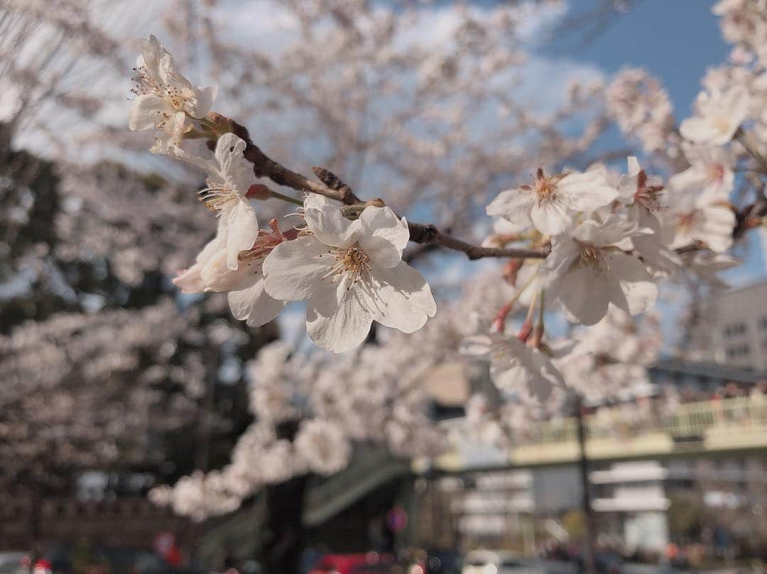 香音さんのインスタグラム写真 - (香音Instagram)「この間、えなさんと撮影終わりにちょこっとお花見しました。🌸💗 . . 綺麗だったなぁー。 . みんなお花見しましたか~🤭🌸？ . そしてpopteenTVにも初めまして企画の時の動画がアップされました！🍒💕 . . これはファンの子が送ってきてくれた画像を使いました🤤♡ありがとでする . 無茶振りチャレンジもしたから、みーてねい☁️☺︎ . がんばたよ。」4月3日 13時50分 - kanon420_official