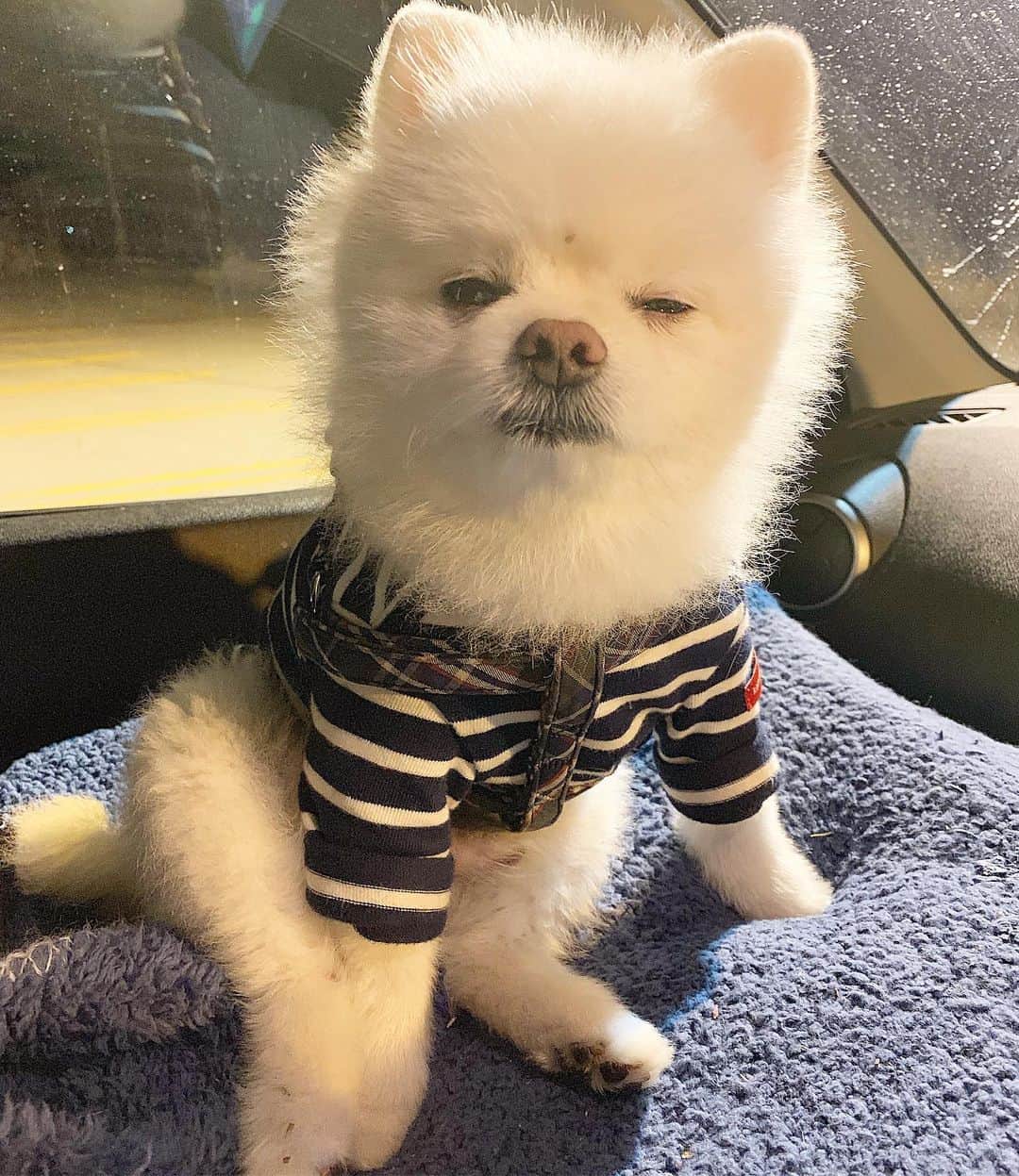 のインスタグラム：「やっほい❣️皆様に大切なご報告があります。 本日より、長年愛用させて頂いておりました名前の『ニコちゃん』から『二万五千昌夫』に改名させて頂きますやっほい🐶✨ これからは、『昌夫ちゃん』や『二万五千ちゃん』と呼んでいただけると嬉しいやっほいでござる〜🐶💕 #振替エイプリルフール #エイプリルフール #草むらから出て来たら #昌夫になってた #ひっつき虫 #二万五千昌夫 #千昌夫さんより #二万四千も多い #昌夫ちゃん #二万五千ちゃん #Googleで千昌夫さん検索したら #ホクロ消えてた #千昌夫 #シェパード #ポメラニアン #白ポメ #ポメリズム #pomeranian」