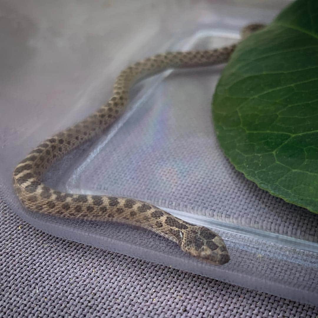 マイク・ダーントさんのインスタグラム写真 - (マイク・ダーントInstagram)「Little buddy hanging outside our back door this morning.  Gopher or rattler?  Gonna let him go up in the hills. 🐍」4月3日 5時10分 - mikedirnt