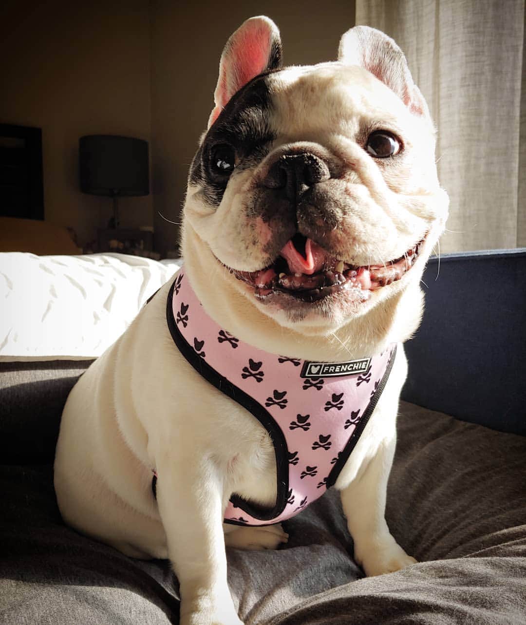 Manny The Frenchieさんのインスタグラム写真 - (Manny The FrenchieInstagram)「Still waiting on spring to get here, but at least the sun is shining, so so is my spirit! 🌞😃 And the NEW pink line from @frenchie_bulldog just dropped!!」4月3日 5時22分 - manny_the_frenchie