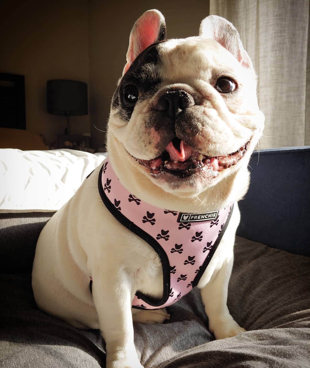 Manny The Frenchieのインスタグラム：「Still waiting on spring to get here, but at least the sun is shining, so so is my spirit! 🌞😃 And the NEW pink line from @frenchie_bulldog just dropped!!」