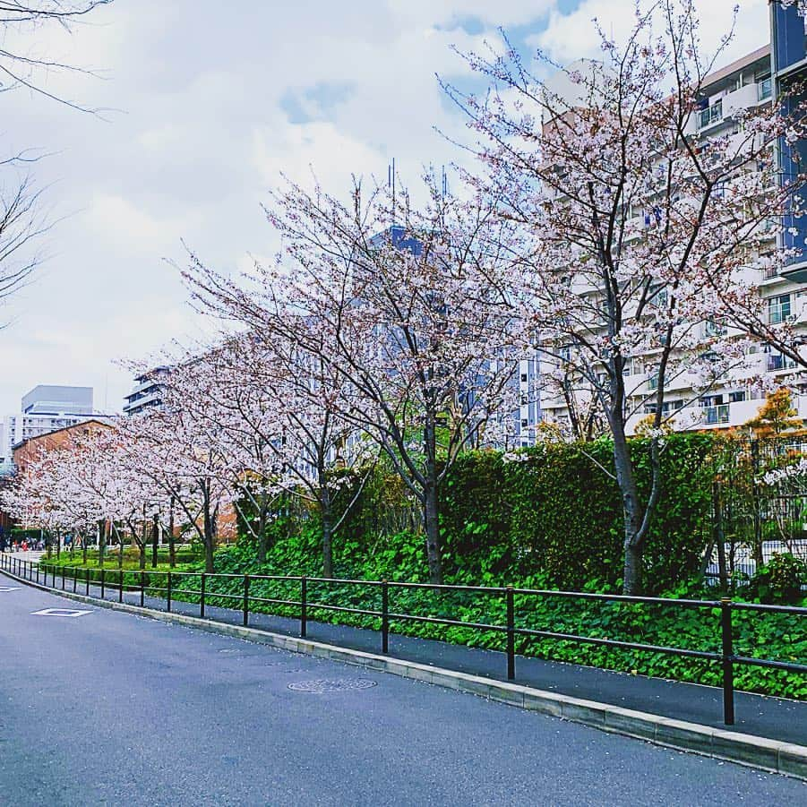 琴菜さんのインスタグラム写真 - (琴菜Instagram)「おはようございます🌞 とある日の夜ごはん🥗🍴パエリアをリベンジした🥘🥘今回は海老もイカも入れてシーフードパエリア🦑🧀🦐 桜も綺麗に咲いてるね🌸🌸スタバのティラミスフラペチーノも美味しいね☕️そしてたまにアンパンマンポテトが食べたくなるね🥔🍳にしても、この冷んやりした寒さはまだ続くのかな？  #手料理 #クッキング #リベンジ #パエリア #シーフードパエリア #桜 #sakura #わびさび #侘び寂び #wabisabi #日本の美徳 #風情 #スタバ #ティラミスフラペチーノ #アンパンマンポテト #おはようございます #japan」4月3日 5時48分 - dj_singer_kotona