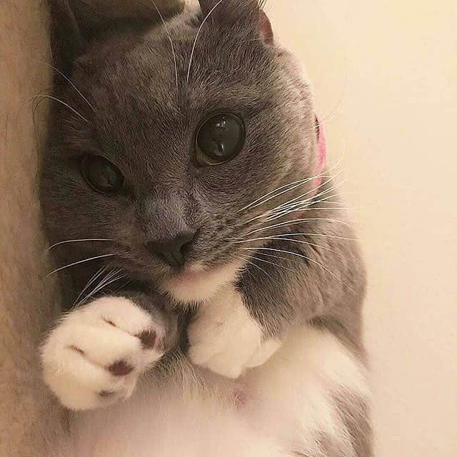 Cute Pets Dogs Catsさんのインスタグラム写真 - (Cute Pets Dogs CatsInstagram)「Cuteness overload 😻💞 📩Submit your cat’s photo to our contest email (below BIO) to be featured ❤️ Notification ON 💙 From: @munchkin_minnie  #kittens_of_world and follow us to be featured 😸 #kitty #cats #kitten #kittens #kedi #katze #แมว #猫 #ねこ #ネコ #貓 #고양이 #Кот #котэ #котик #кошка #chat #neko #gato #gatto #meow #kawaii #nature #pet #animal #instacat #instapet #mycat #catlover」4月3日 5時50分 - dailycatclub
