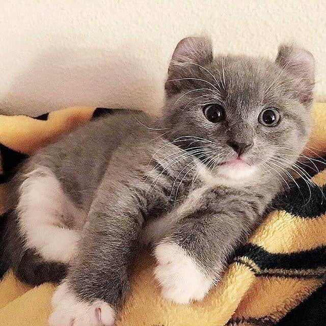 Cute Pets Dogs Catsさんのインスタグラム写真 - (Cute Pets Dogs CatsInstagram)「Cuteness overload 😻💞 📩Submit your cat’s photo to our contest email (below BIO) to be featured ❤️ Notification ON 💙 From: @munchkin_minnie  #kittens_of_world and follow us to be featured 😸 #kitty #cats #kitten #kittens #kedi #katze #แมว #猫 #ねこ #ネコ #貓 #고양이 #Кот #котэ #котик #кошка #chat #neko #gato #gatto #meow #kawaii #nature #pet #animal #instacat #instapet #mycat #catlover」4月3日 5時50分 - dailycatclub