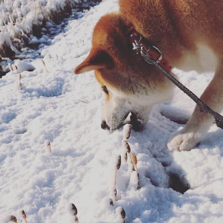 Hanamichi ＆ ℕㆁℜ〡ｋㆁ♡のインスタグラム：「#四月の雪  #april #snow  #つくしが寒そう #やっぱり雪は食べるのね #平成最後の雪遊びかな  #柴犬 #しばいぬ #わんこ #dog #shiba #puppy」