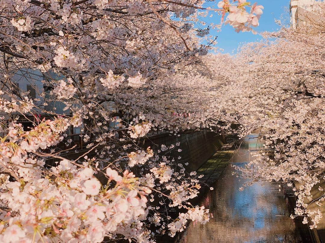 東原亜希さんのインスタグラム写真 - (東原亜希Instagram)「現場に早く着きすぎたので、1人お花見🌸あ〜目黒川の桜は本当にキレイ!!!!!!!!! #sakura #cherryblossom」4月3日 6時38分 - akihigashihara