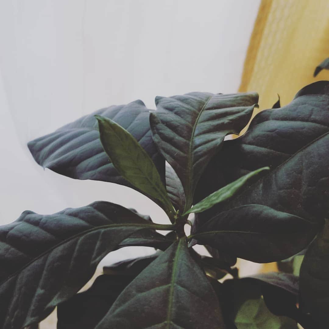のインスタグラム：「おはようございます～ バタバタで気がついてなかった😅  新芽が出て、大きくなってます。 安定しない気候だけど しっかり成長してくれてて 嬉しいです🎵  何があっても自分ペース。。 見習いたいところです。  さぁ、今日から新番組✨ やっぱり、 よく眠れないものですね😅  少し時間が変わると 全く違う朝です。  どんな時間が待ってるのか 楽しみです😊  みなさん、よろしく お付き合いください。  #ハピプラ  #ラジオ大阪  #obc  #慶元まさ美のハッピープラス  #今日からスタート」