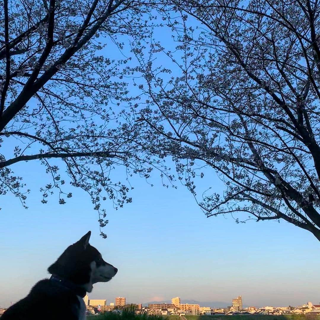 くろさんのインスタグラム写真 - (くろInstagram)「寒々朝んぽ🌸遠くに富士山🗻 #ソメイヨシノ #cherryblossom #mtfuji #柴犬と桜 #桜と柴犬 #黒柴と桜 #桜と黒柴 #柴犬と富士山 #富士山と柴犬 #kuroshiba #blackshiba #shibainu #shibastagram #instadog #dogstagram #柴犬 #黒柴 #日本犬 #和犬 #いぬら部 #ふわもこ部 #柴犬部 #モフモフ生命体 #柴犬のいる暮らし #わんこのいる暮らし #わんこのいる生活 #わんこと一緒 #わんダフォ #わんだふるjapan」4月3日 6時43分 - m6bmw