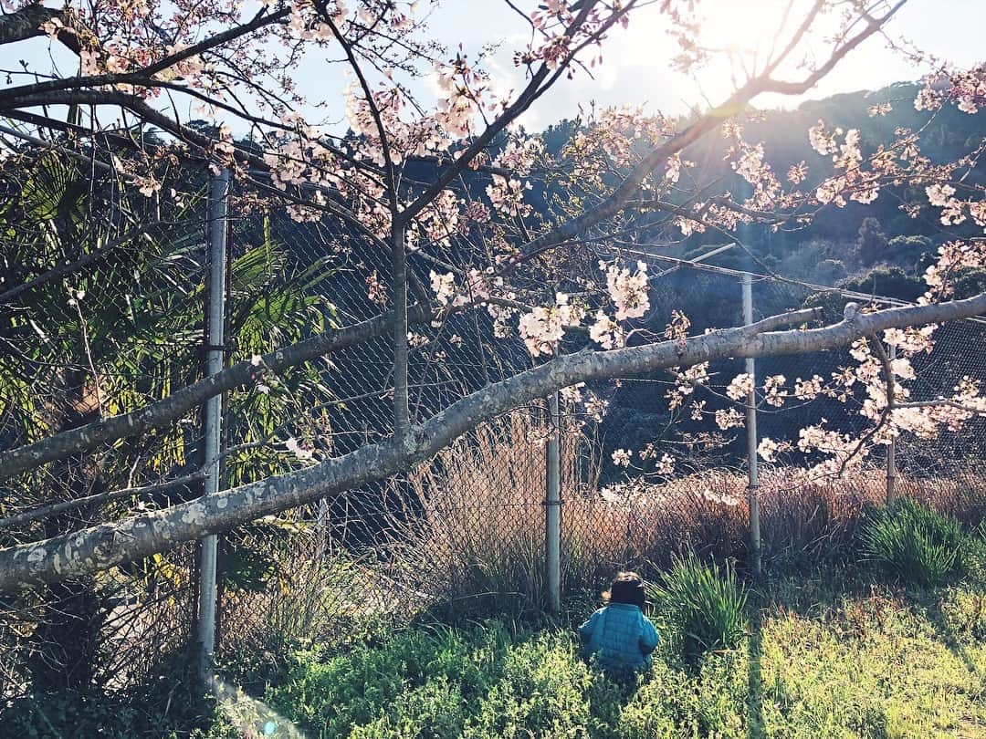 宇藤えみさんのインスタグラム写真 - (宇藤えみInstagram)「ばぁばの育った母校があった場所。 息子はずっとだんご虫探し。 #愛媛#佐田岬#暮らし#春 #成長記録#2歳4カ月#豊かな遊び」4月3日 6時49分 - emiuto