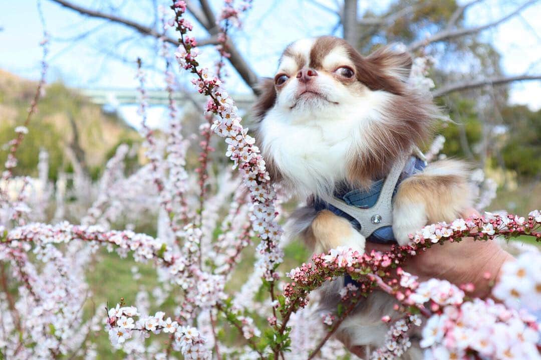 のインスタグラム：「* * これ↑桜らしい☺️🌸🌸🌸 名前なんだったっけ？🤔 * * 小さいお花が可愛い〜💗 * * Lychee💗🌸 * * #桜 #chihuahua#chihuahualove#dogstgram#dog#instadog#チワワ#チワワ大好き * *」