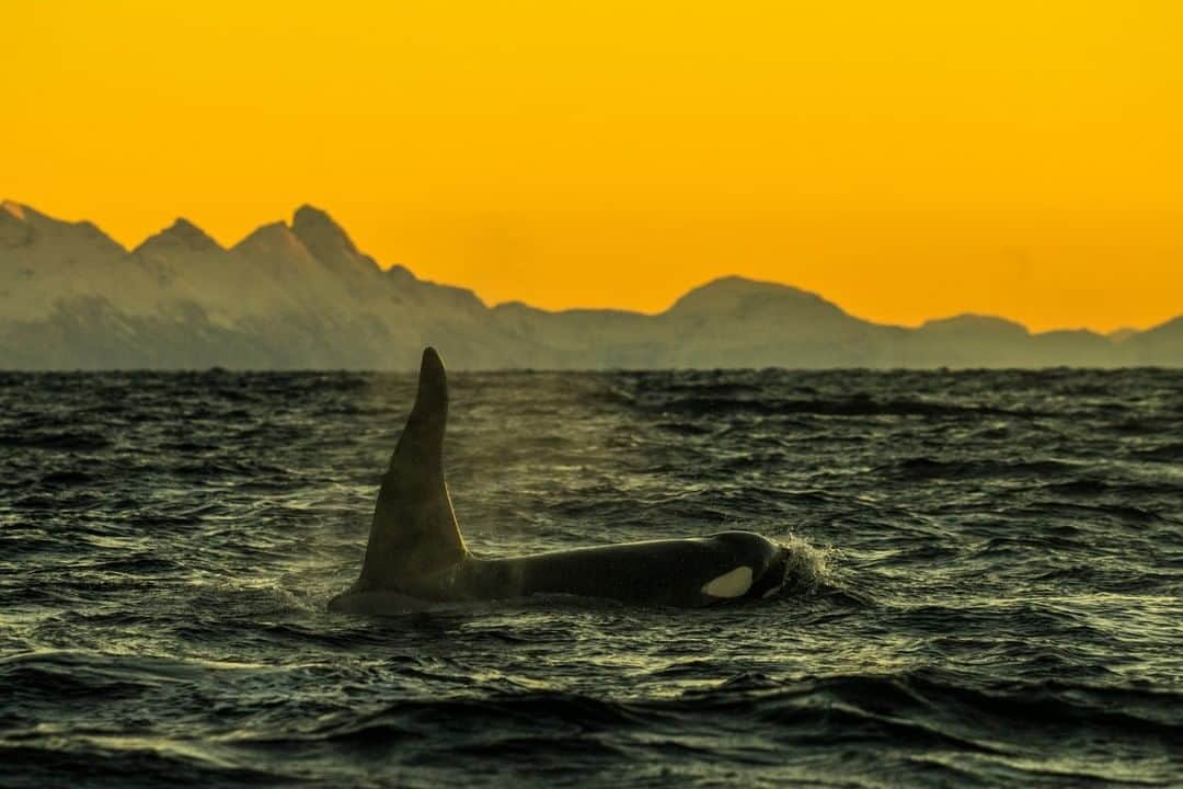 National Geographic Travelさんのインスタグラム写真 - (National Geographic TravelInstagram)「Photo by @CristinaMittermeier | There is nowhere in the world quite like the Lofoten region in northern Norway. Here, orcas are abundant, thriving by the hundreds, and swimming freely alongside their family pods. Surrounded by towering snow-capped mountains and wind-battered shorelines, these waters support a healthy population of orcas as well as a sustainable herring fishery. Right now, this ecosystem exists on a fragile balance between humans and nature - but unfortunately, this balance has repeatedly been at risk. Since 2001, the Lofoten region has been protected by a temporary ban on oil activity; however, this magical place can better serve humanity by becoming a permanent sanctuary for nature.  #FollowMe at @CristinaMittermeier to find out how you can help protect this beautiful and vulnerable region. #OilFreeLofoten #orca #Norway #conservation」4月3日 7時02分 - natgeotravel