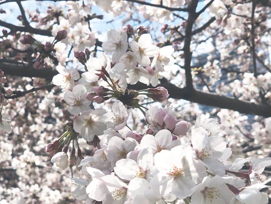 武田奈津美さんのインスタグラム写真 - (武田奈津美Instagram)「. 新元号は #令和 でしたね🌸 わたしはお花見をしながら発表を聞きました☺️ . 日々周りの皆さまには感謝です🌸🌸🌸 素敵な時代になりますように☺️ . #桜 #sakura #japan #tokyo #お花見 #浜離宮」4月3日 7時03分 - _natsumitakeda_