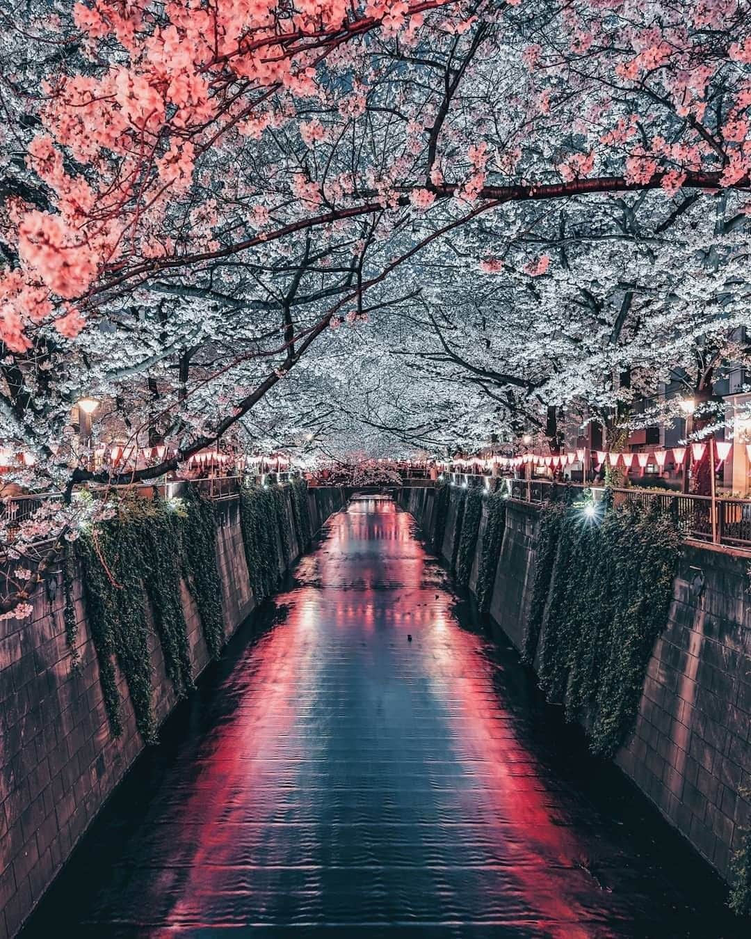 Travel + Leisureさんのインスタグラム写真 - (Travel + LeisureInstagram)「Japan is the world's fastest-growing travel destination, and it's not hard to see why, especially during cherry blossom season! Find out why we named it last year's destination of the year at our link in bio. #tlpicks courtesy of @een_wasbeer」4月3日 7時16分 - travelandleisure