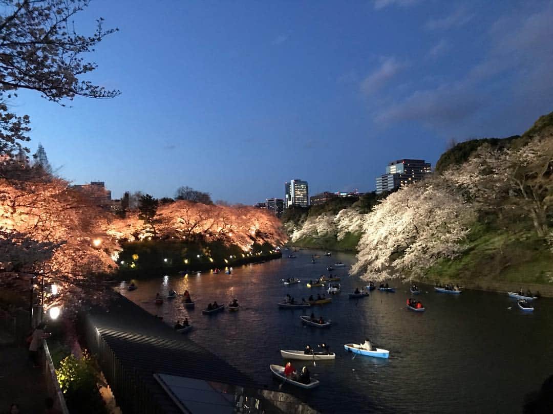 レンティング陽のインスタグラム：「花見散歩 #目黒川桜まつり #千鳥ヶ淵」