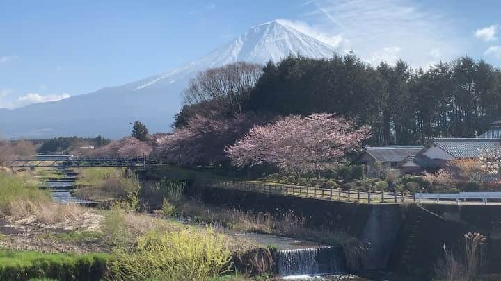 phantastic420のインスタグラム：「. 🤩🤩“Shizuoka” prefecture in Japan is a place where you can see the most “phantastic” Mt. Fuji🗻 in the world.🤩 #富士山 #mtfuji #japan #shizuoka #fujinomiya  #phantastic420photography #mostphantasticmtfuji #selamatpagi  #goodmorning  #おはようございます 😇😇😇😇😇😇😇🗻😇😇 今朝は自宅−1℃…まぁ寒いですが桜が長持ちしてくれればそれで良いかと😅抜けが良すぎて春っぽくないのもどうかと思いますが、まぁ〜そんなことはどうでも良いかぁ🤩そんなことよりここ良くないですかぁ⁈画角が甘くて申し訳ないですが…こんなとこで撮ってるのは自分だけですけど🤣富士のあそこより自分の中ではよっぽど趣あると思うんですけどねぇ〜まぁ〜誰にも気づかれないことを祈ります🤣」